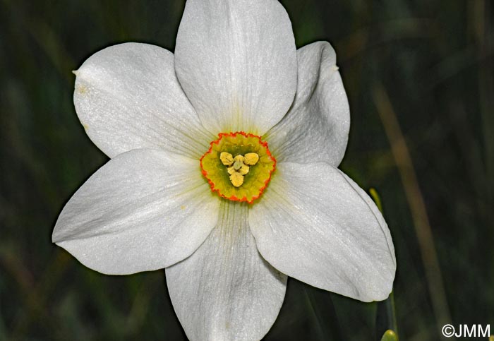 Narcissus poeticus = Narcissus radiiflorus