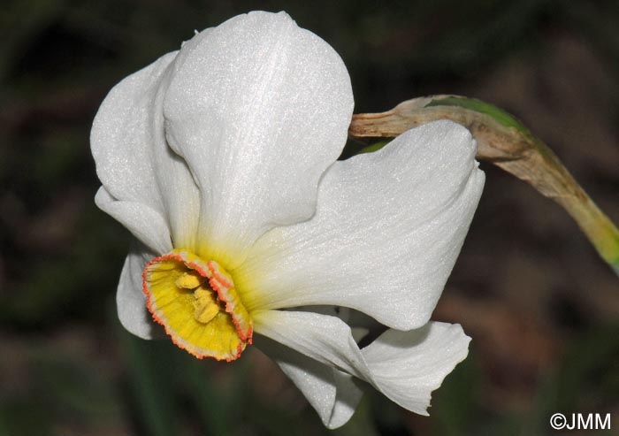 Narcissus poeticus = Narcissus radiiflorus