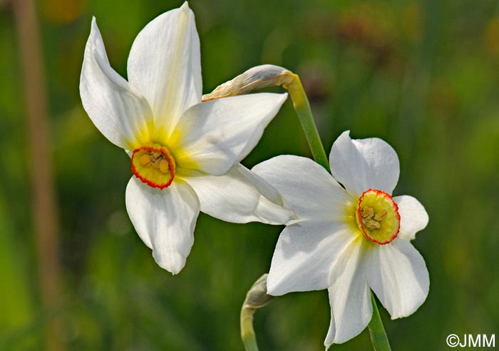 Narcissus poeticus = Narcissus radiiflorus