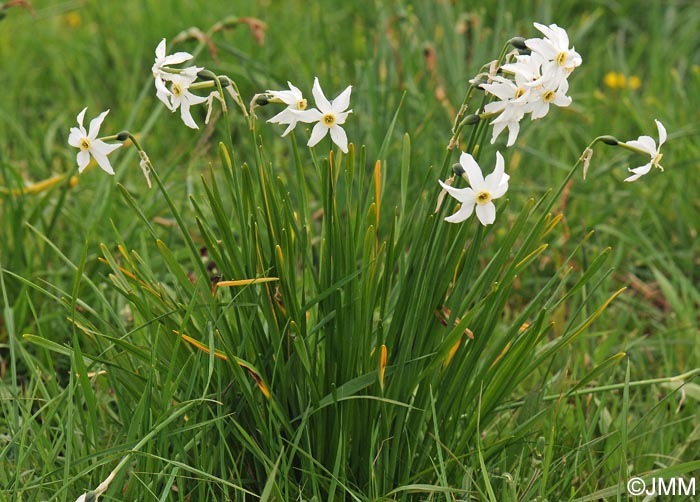 Narcissus poeticus = Narcissus radiiflorus