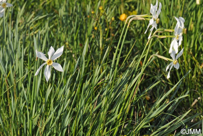 Narcissus poeticus = Narcissus radiiflorus