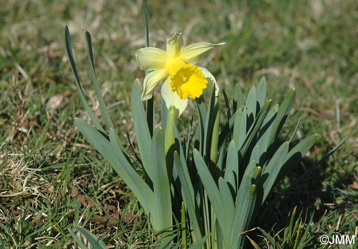 Narcissus pseudonarcissus