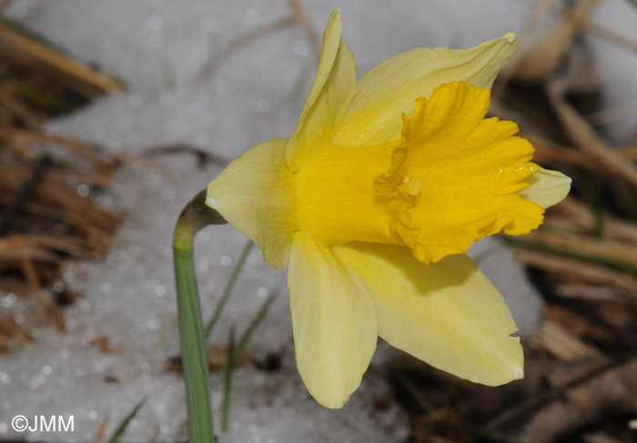 Narcissus pseudonarcissus