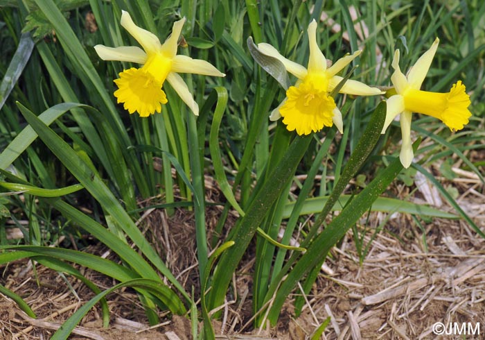 Narcissus pseudonarcissus