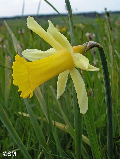 Narcissus pseudonarcissus