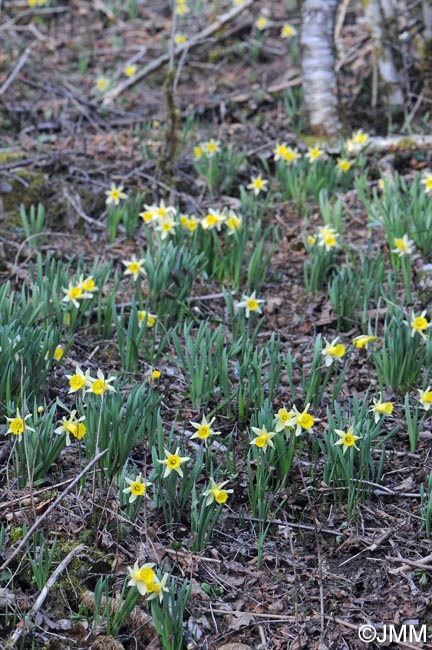 Narcissus pseudonarcissus