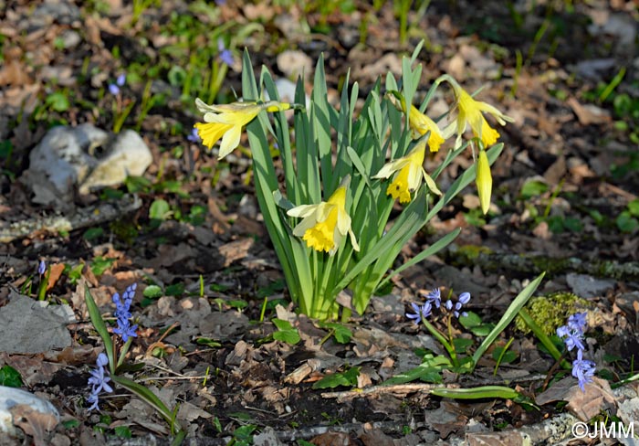 Narcissus pseudonarcissus & Scilla bifolia