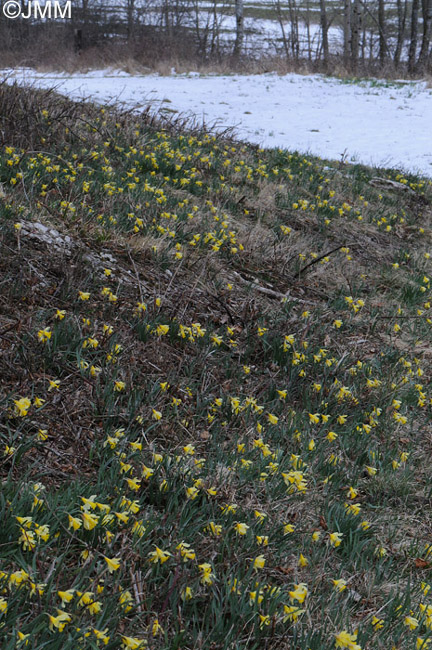 Narcissus pseudonarcissus