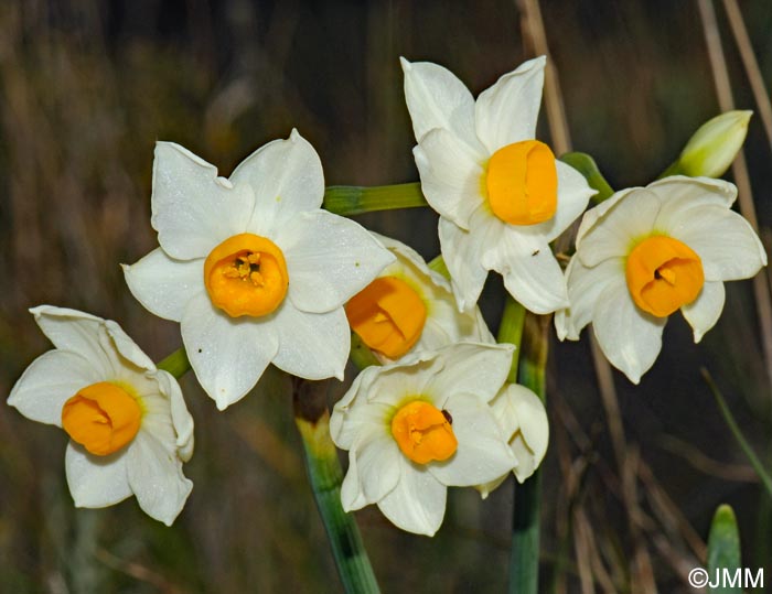 Narcissus tazetta