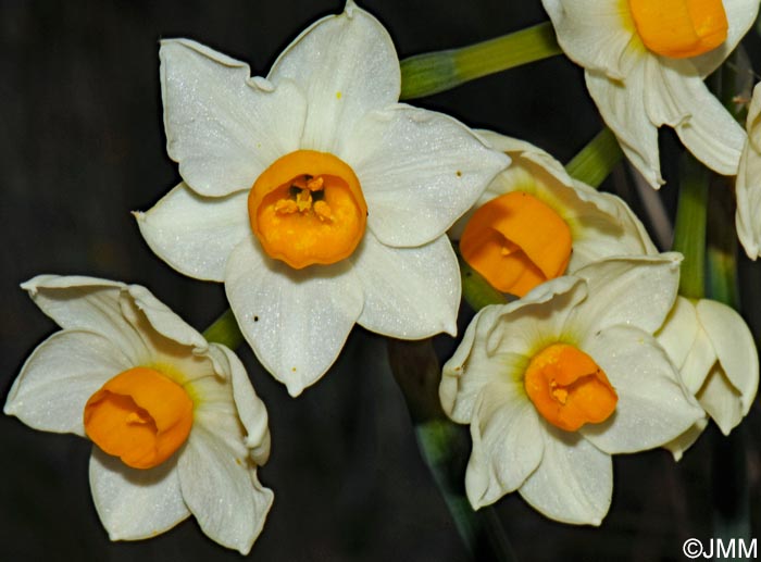 Narcissus tazetta