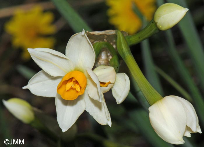 Narcissus tazetta