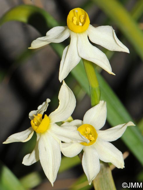 Narcissus tazetta