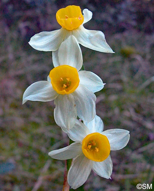 Narcissus tazetta