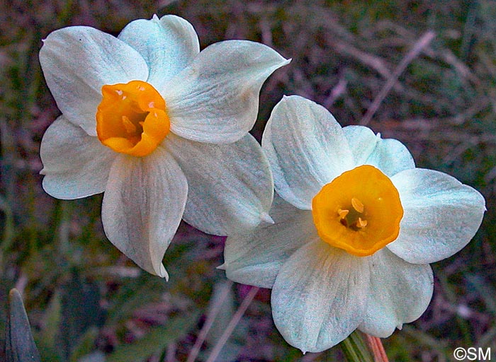 Narcissus tazetta