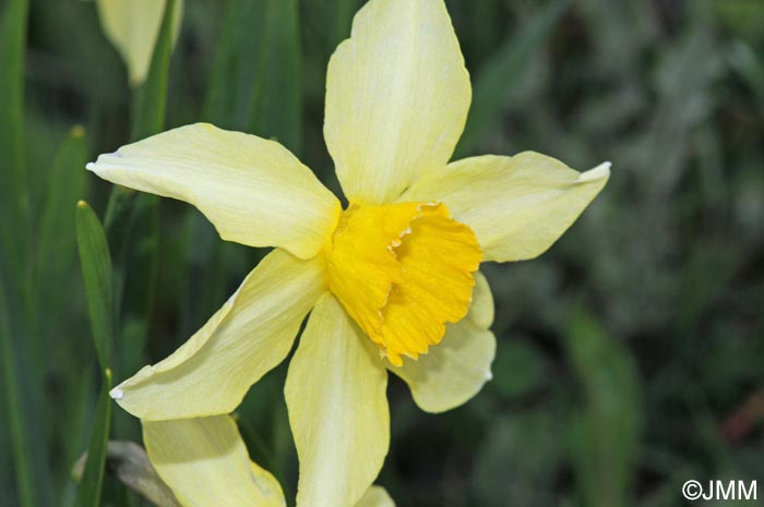 Narcissus x incomparabilis