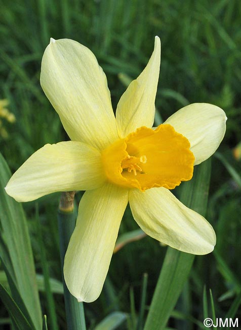 Narcissus x incomparabilis