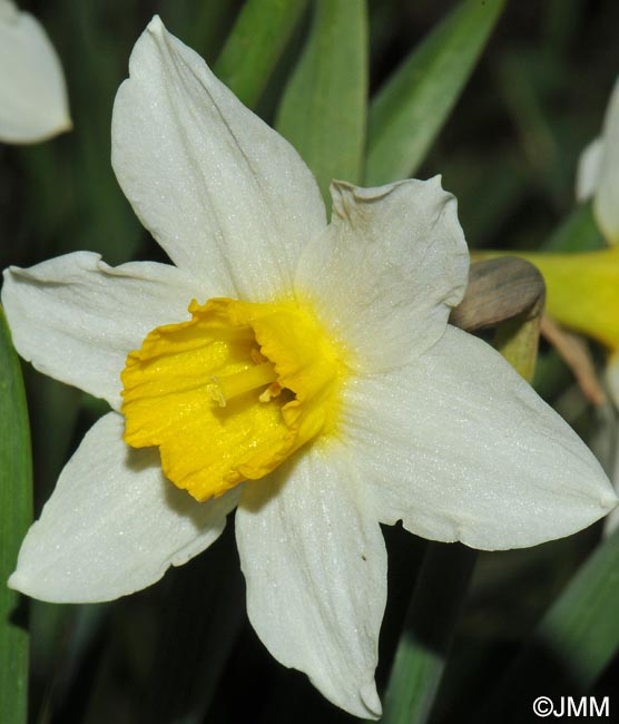 Narcissus x incomparabilis