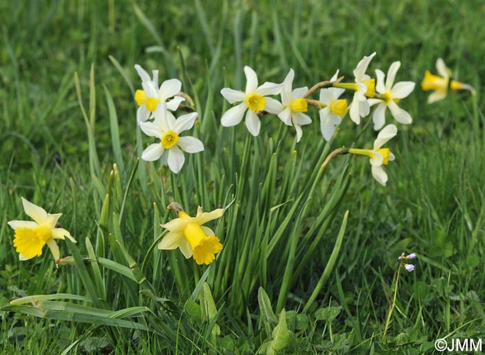 Narcissus x incomparabilis & Narcissus pseudonarcissus