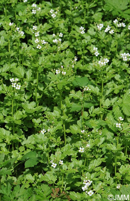 Nasturtium officinale