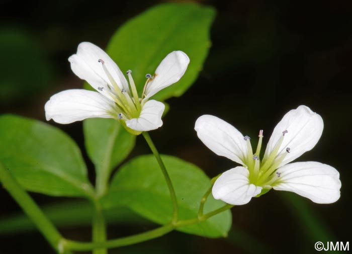 Nasturtium officinale