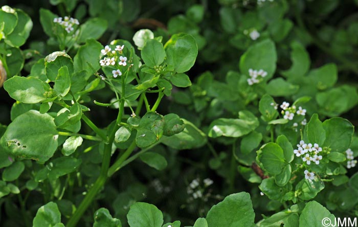 Nasturtium officinale