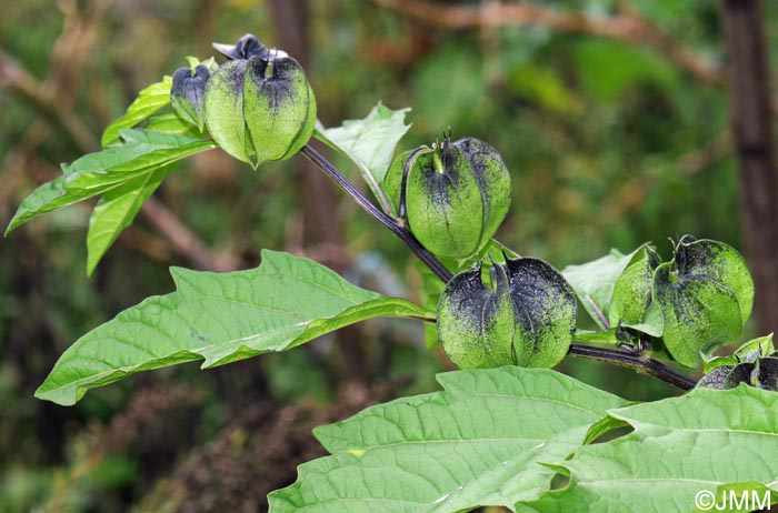 Nicandra physalodes