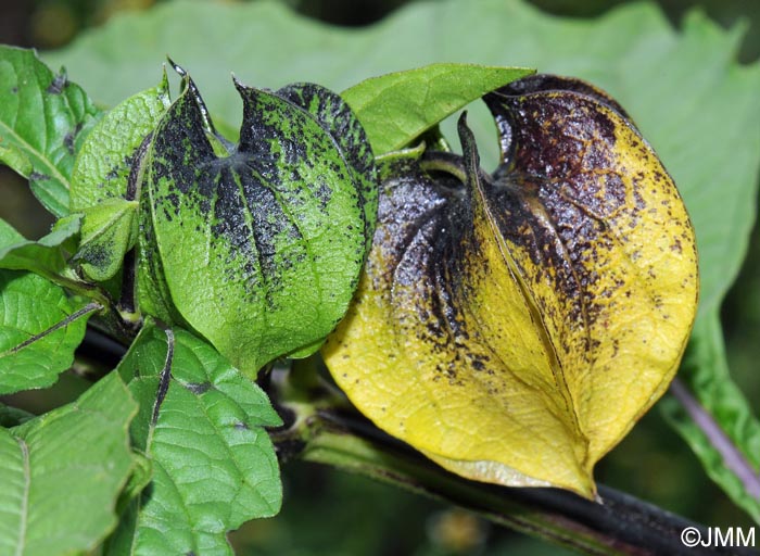 Nicandra physalodes