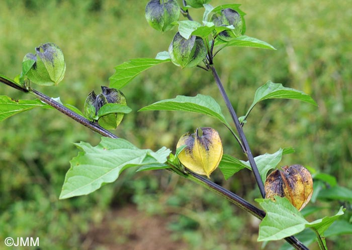 Nicandra physalodes