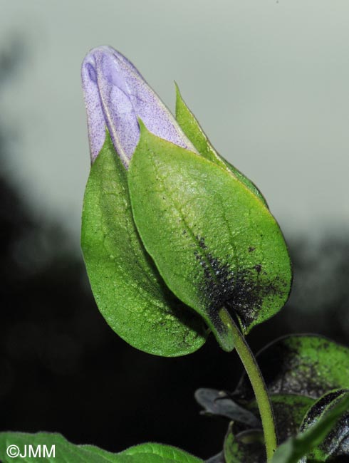 Nicandra physalodes