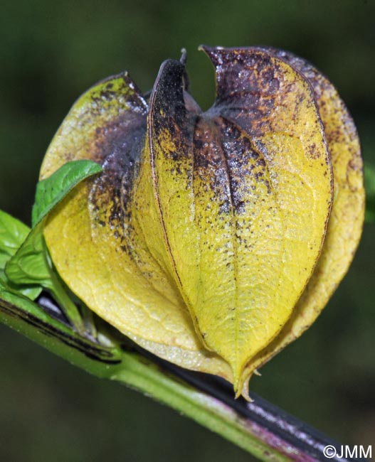 Nicandra physalodes