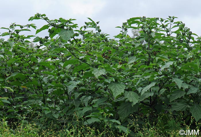 Nicandra physalodes