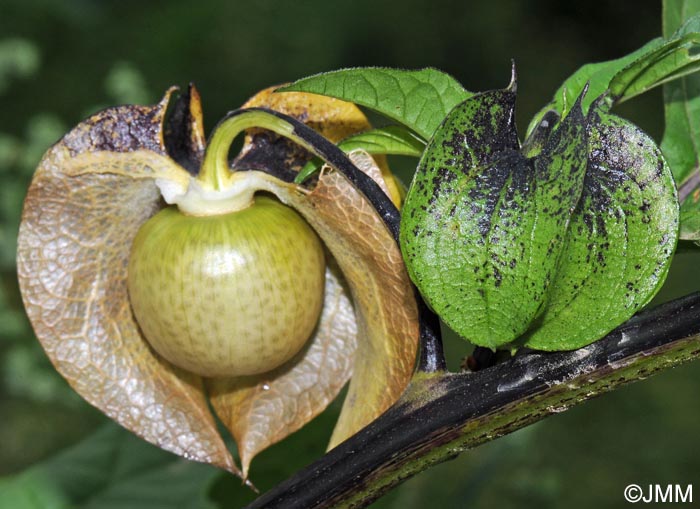 Nicandra physalodes