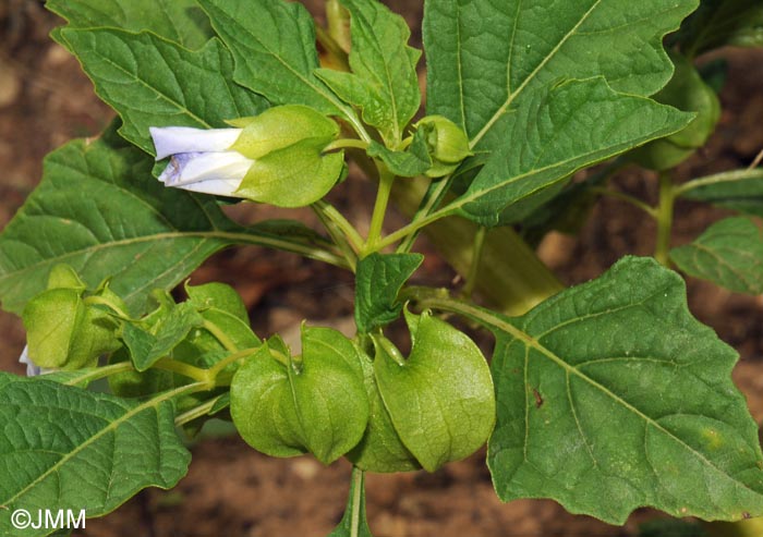 Nicandra physalodes