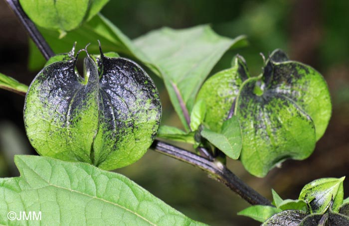 Nicandra physalodes