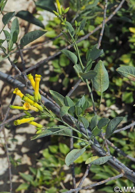 Nicotiana glauca