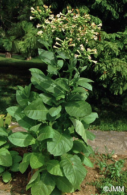 Nicotiana tabacum