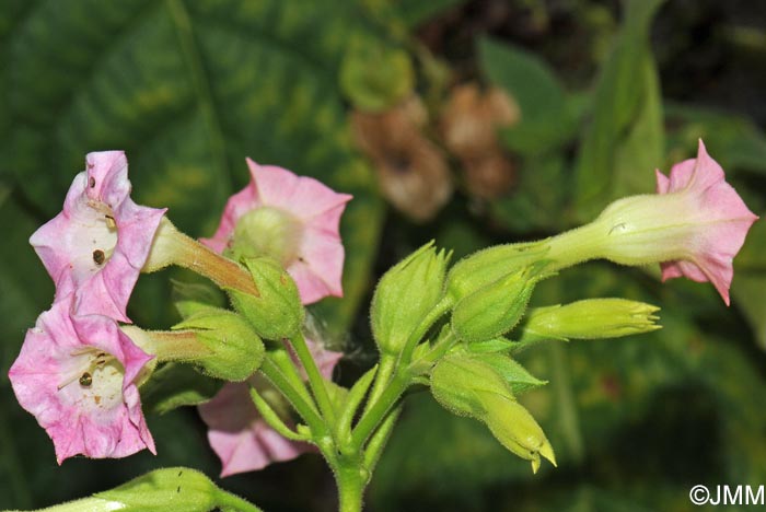 Nicotiana tabacum