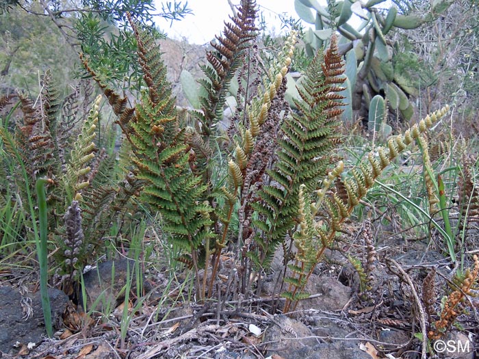 Notholaena marantae subsp. subcordata = Paragymnopteris marantae subsp. subcordata