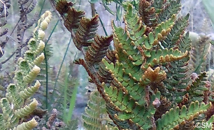 Notholaena marantae subsp. subcordata = Paragymnopteris marantae subsp. subcordata