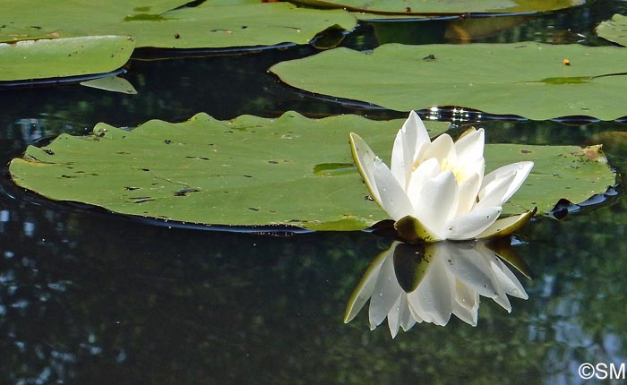 Nymphaea alba