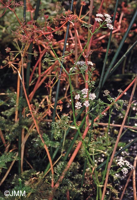 Oenanthe aquatica