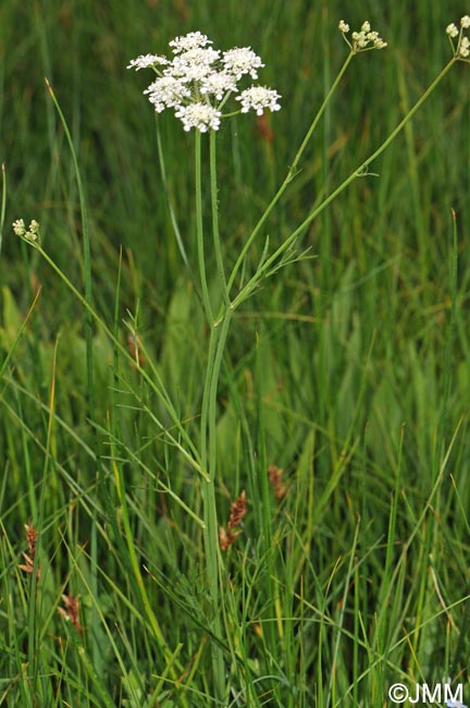 Oenanthe peucedanifolia