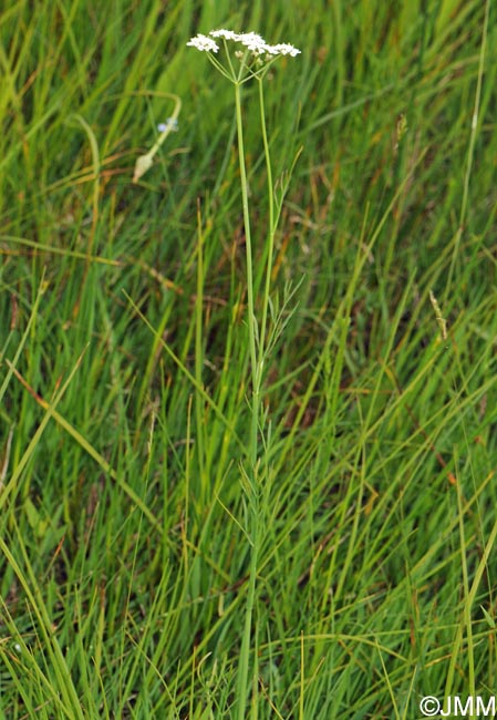 Oenanthe peucedanifolia