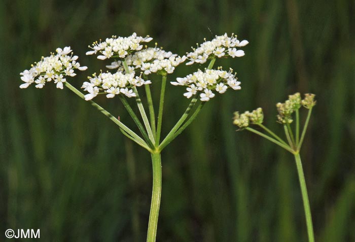 Oenanthe peucedanifolia