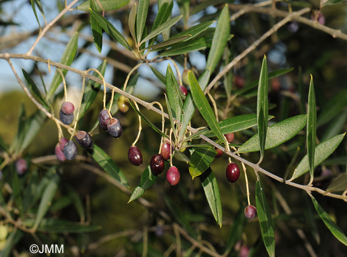 Olea europaea var. sylvestris