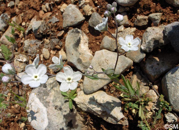 Omphalodes linifolia