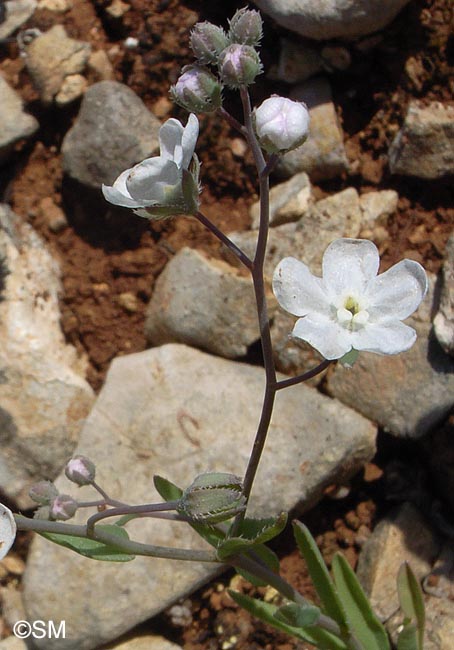 Omphalodes linifolia