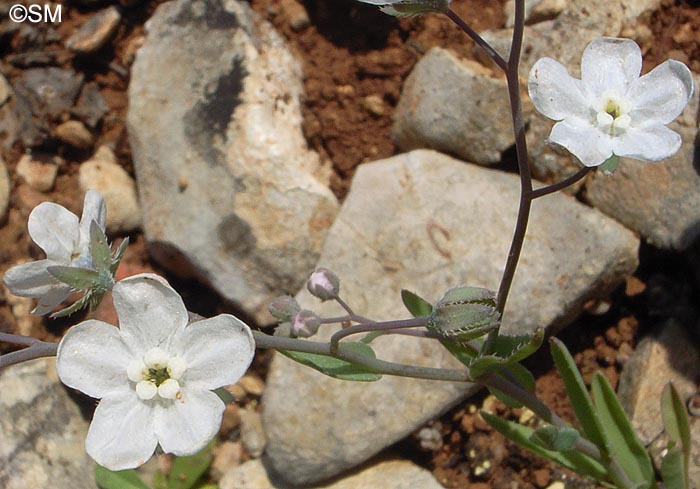 Omphalodes linifolia