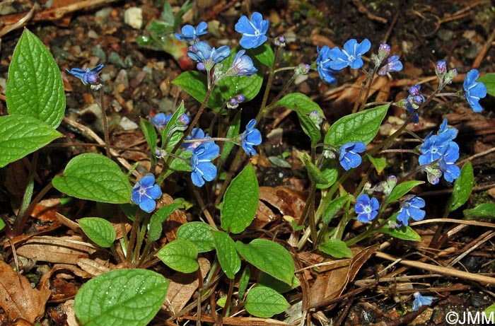 Omphalodes verna