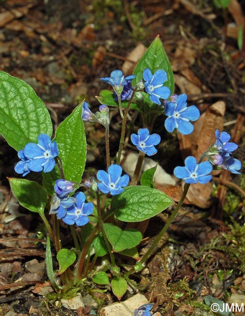 Omphalodes verna